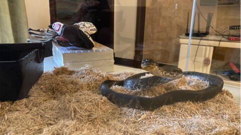 蛇蜕皮视频,自然界的神奇蜕变过程