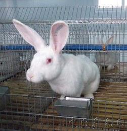 养殖兔子视频,从视频中学到的养殖技巧与经验分享