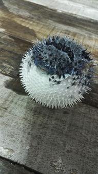 刺猬鱼视频,深海奇观揭秘