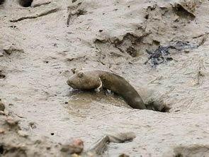 刺猬鱼视频,深海奇观揭秘